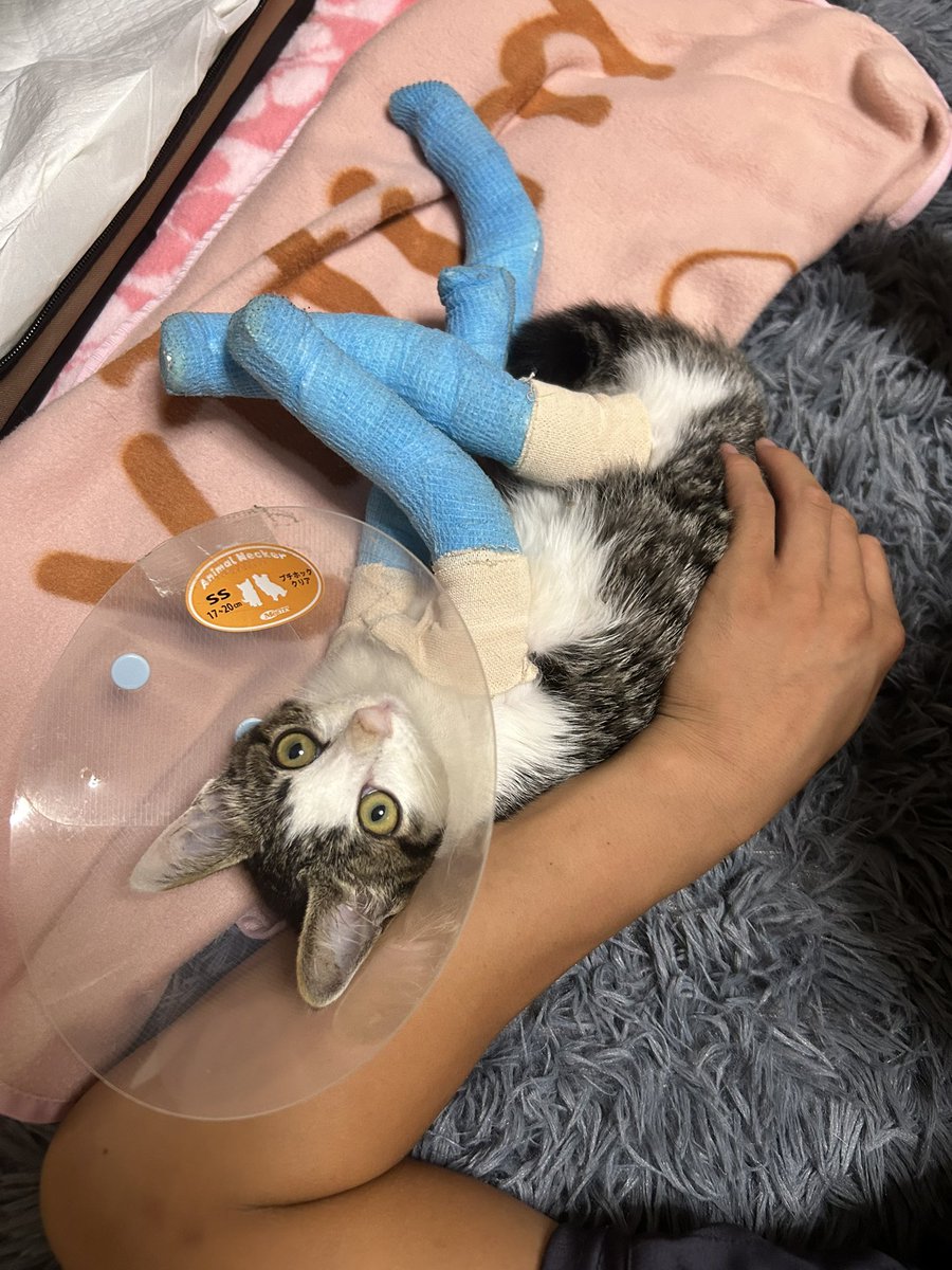 h___chan0642's tweet photo. 緊急処置終わり帰ってきました！
もしかしたら神経に影響も出ているのかもと、、その影響で出にくいのもあるかもとの事
内臓エコーもしてみると少し動きが弱いのかもなぁと先生が言っておりました。
明日また病院です！
帰ってきて弟にぐるぐる言いながら甘えん坊してました☺️ https://t.co/GxH5AH7Mpr