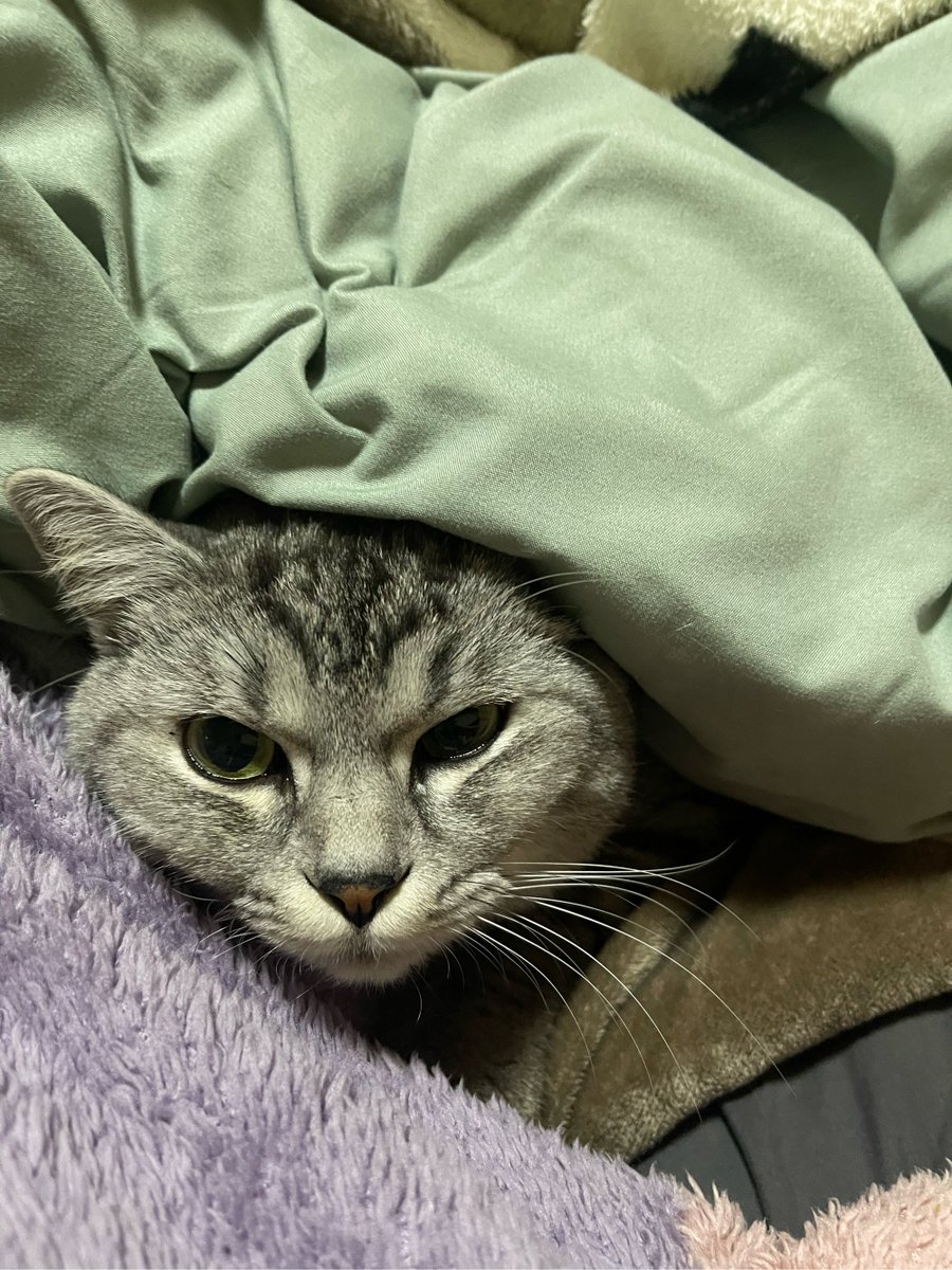 solcito_890's tweet photo. Just found the sweetest thing—my cat napping on the sweater I was folding. Guessing she called “dibs” on cozy time first! ， https://t.co/C6EuzXBBf7