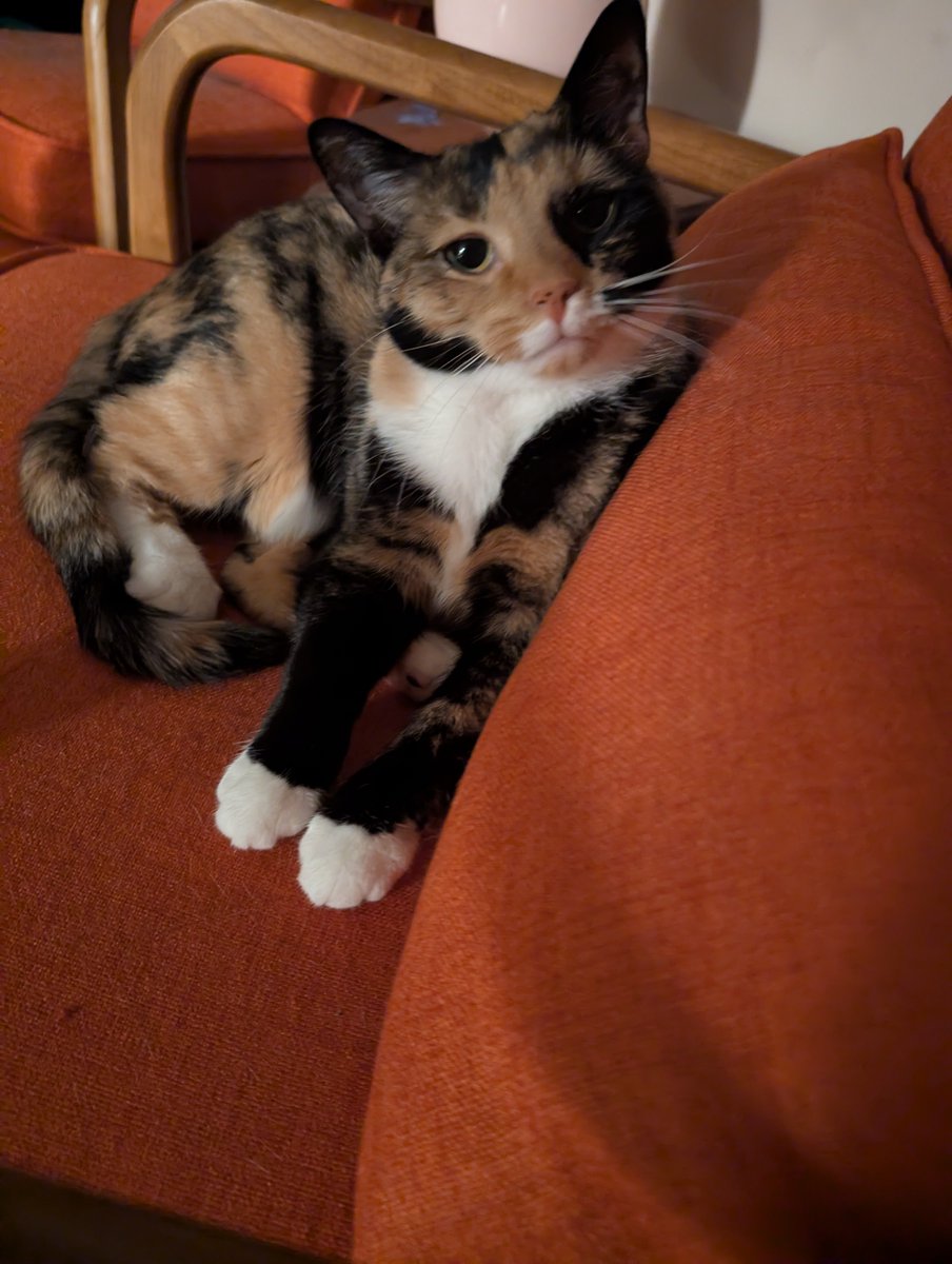 SixthDeclension's tweet photo. Cat update: cat https://t.co/haHK4aCdgT