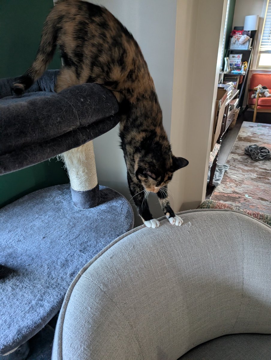 SixthDeclension's tweet photo. Cat update: cat https://t.co/haHK4aCdgT