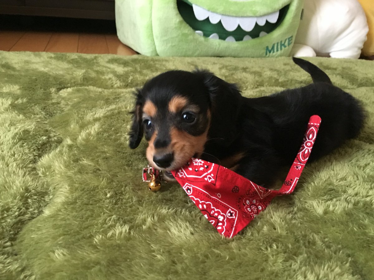 moya06_25's tweet photo. 見えないいいねがあって誰だか分からんが、犬が見たいという精神を感じたのでこちらでも貼っときます🐶🍼 https://t.co/UluIMbH4L6
