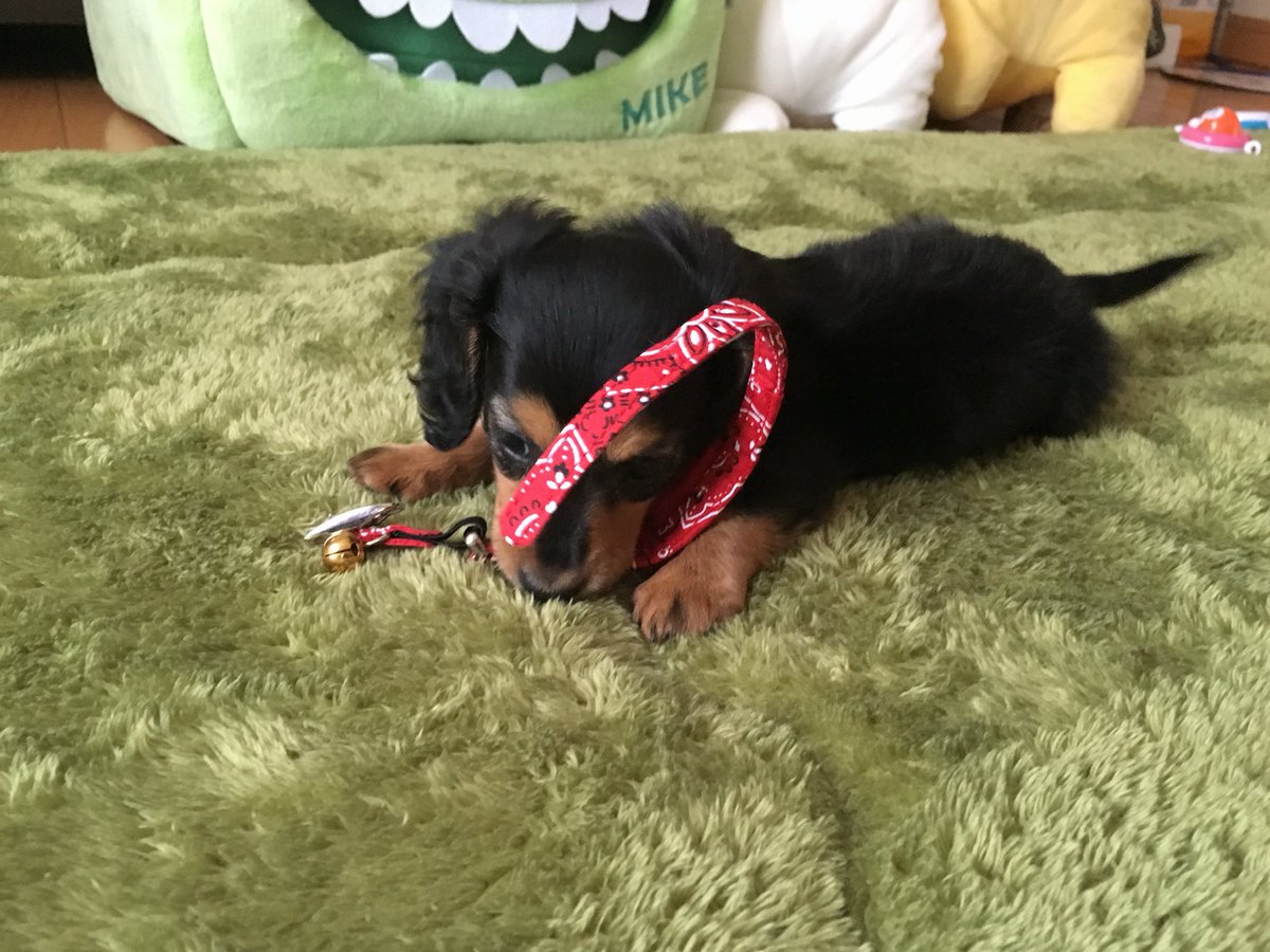 moya06_25's tweet photo. 見えないいいねがあって誰だか分からんが、犬が見たいという精神を感じたのでこちらでも貼っときます🐶🍼 https://t.co/UluIMbH4L6