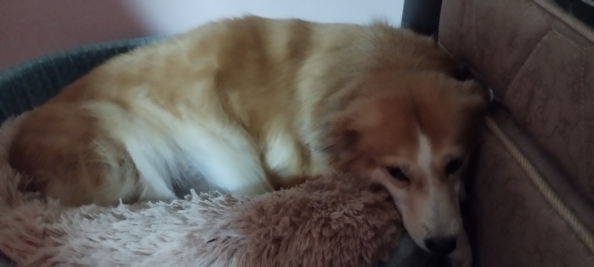 DNitchy's tweet photo. @A__Mitsuki__A He still looks cute though, my other dog is also a rescued dog too. I salute you for adopting dogs 🫡🫡 here's my dawg  anyways https://t.co/m5jDZyFWJZ