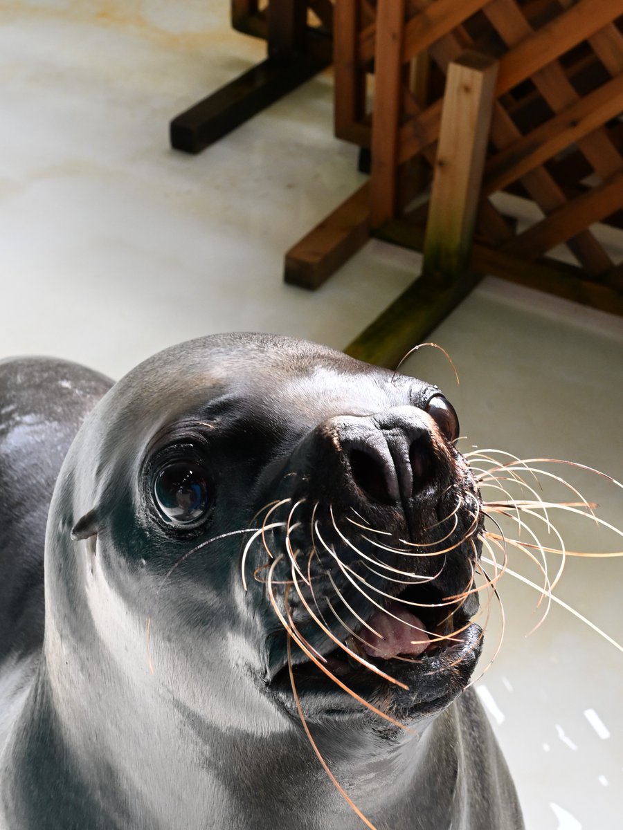 otaruaquarium's tweet photo. 8月7日は「花の日」
「鼻の日」でもあるし
オタリア「はな」の日でもある。
#花の日
#鼻の日
#オタリアはなの日
#おたる水族館 https://t.co/LRCpPOsGRG