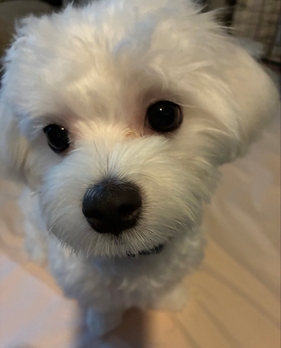 kohrbn's tweet photo. 長い留守番を制した勇者👑をみて

徐々に慣れさせること3ヶ月
ついに本日、1日お留守番デビュー🥳
よく頑張りました💮

最初から出来るオトコだったけど
今日に限ってペットカメラが動作しない凡ミス😱様子を確認できず
仕事中気が気じゃなかった😅
#こはくでいず #マルチーズ https://t.co/AByKHXMjeP