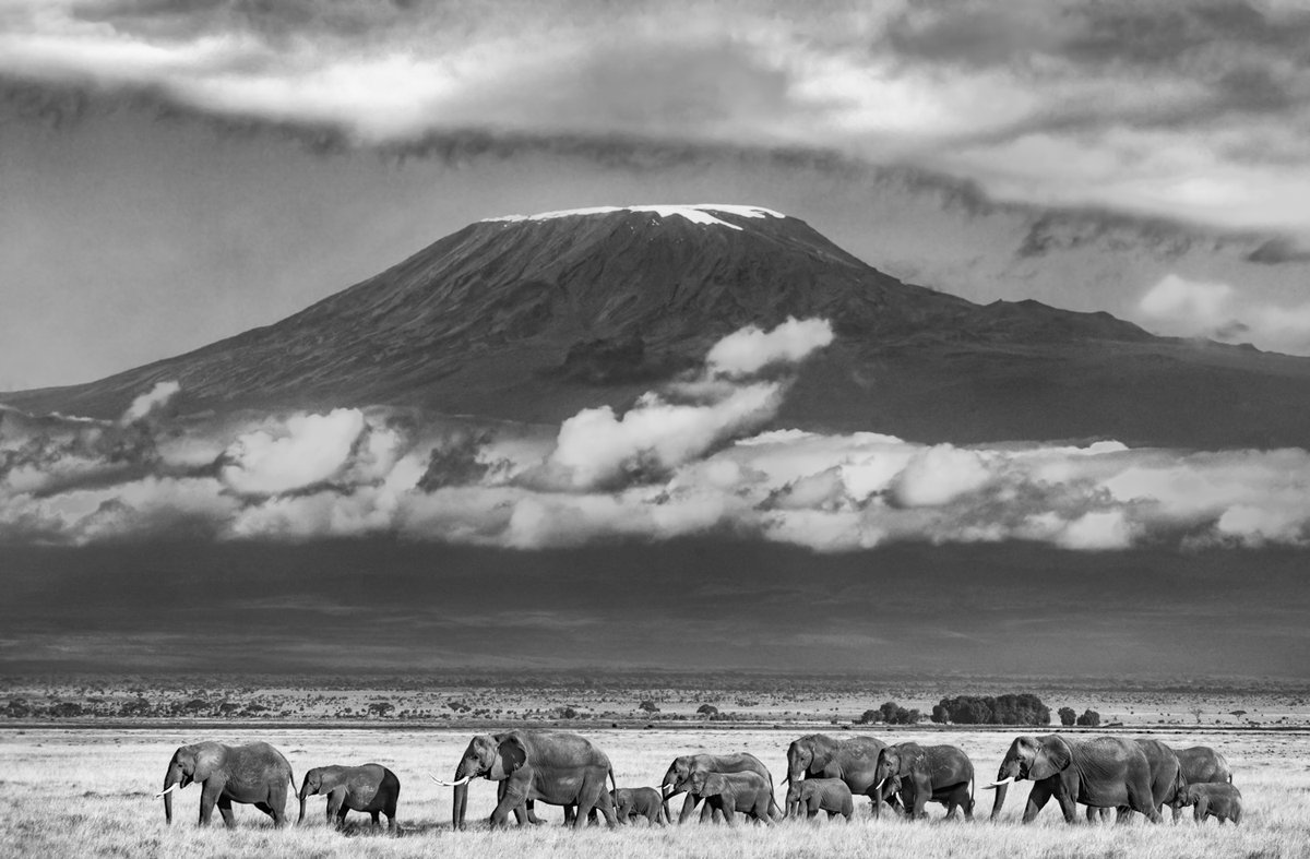 bernabephoto's tweet photo. A classic. Elephants below Kilimanjaro. From 2021

Happy Friday, everyone! https://t.co/8holHP2WsL