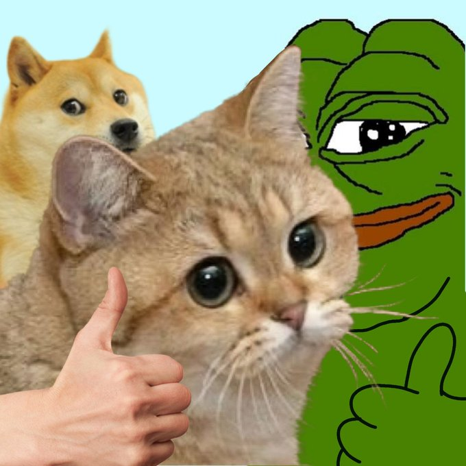 HeliaOnSolana's tweet photo. Cat's are back aye?   

$HELIA https://t.co/PiAv8NM6XQ