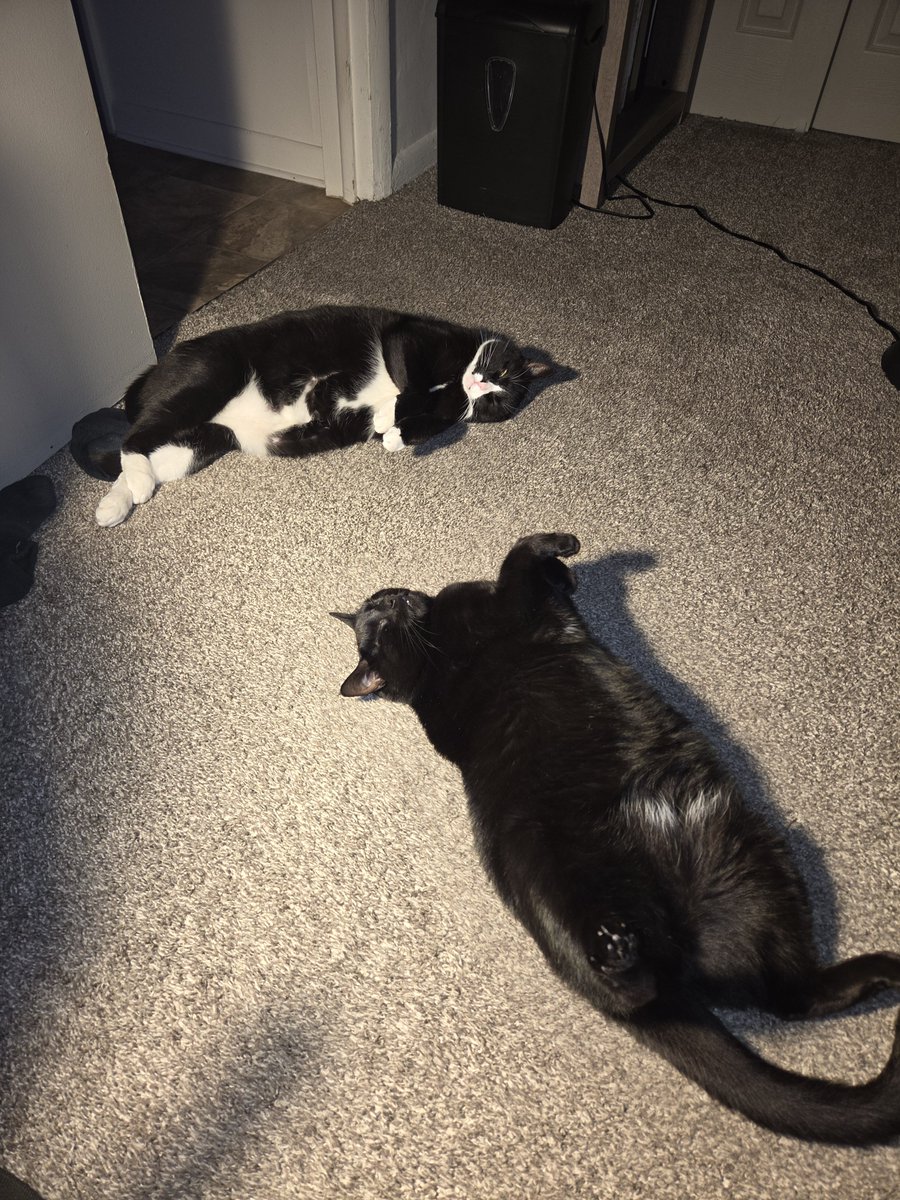 The_Guy135's tweet photo. @JimmyBonez90 @MrE_Triumvirate @CuteCatsMagic That's also how I got my two - both were stray kittens. My tuxedo boy and the little lady being lazy as they often are. https://t.co/c2pu2LVZ1z