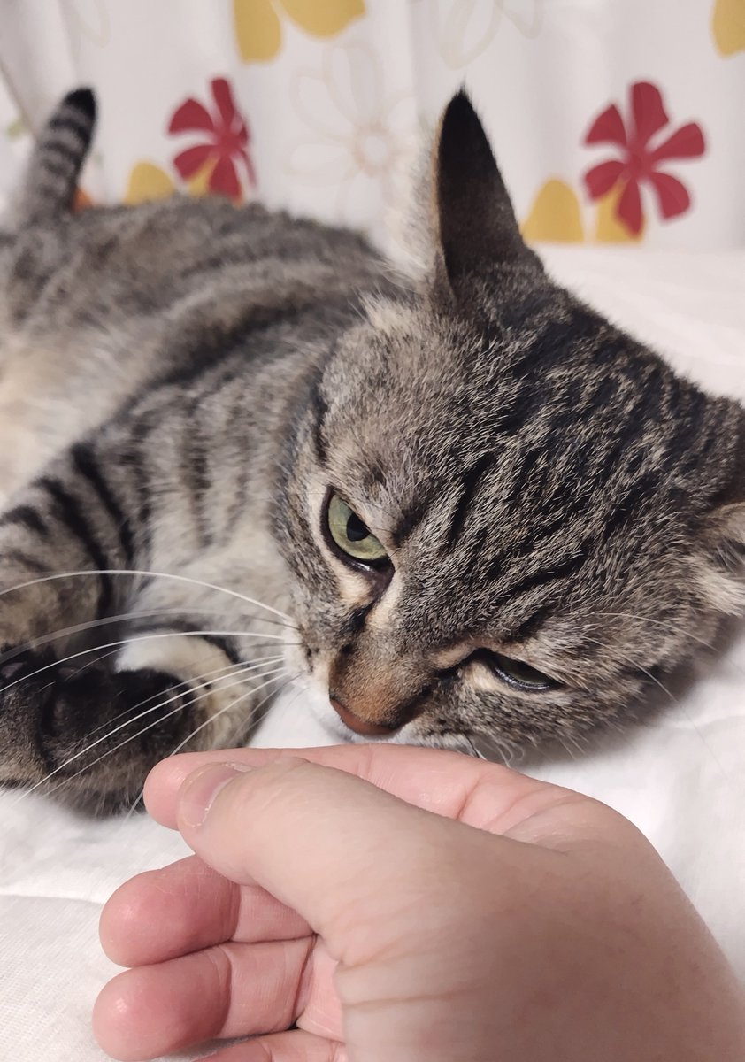 cat_56chan's tweet photo. ゴちゃを置いて……歯医者さんに行ってたのか
なら許してやる https://t.co/4iO9RrSnkE