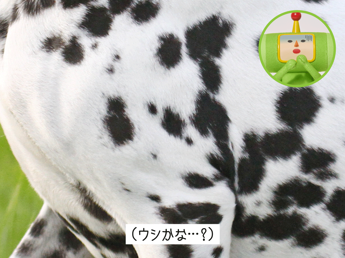 katamariseries tweet picture