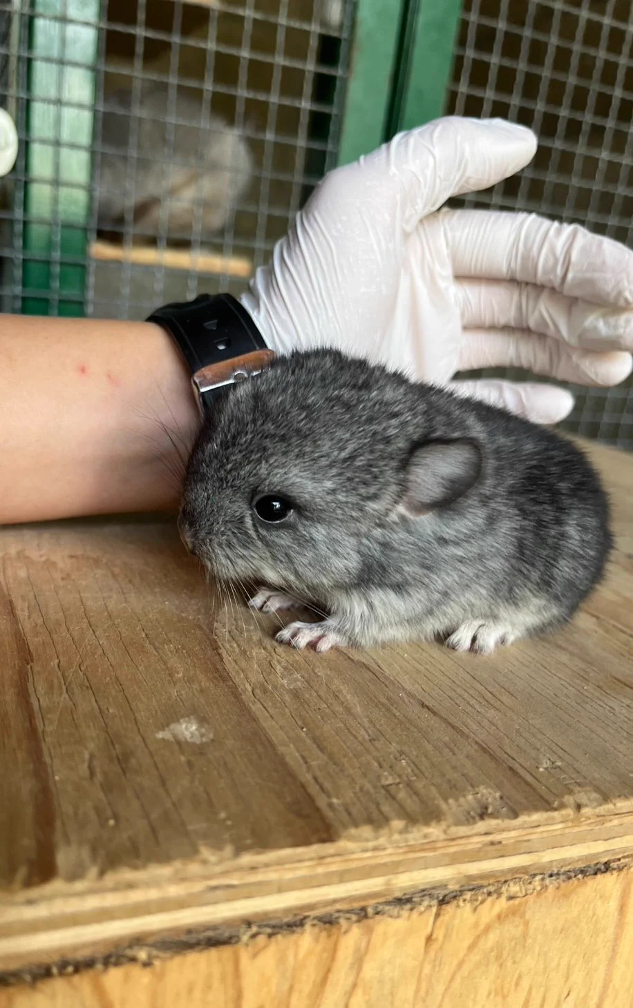 長野市城山動物園【公式】 on X: 
