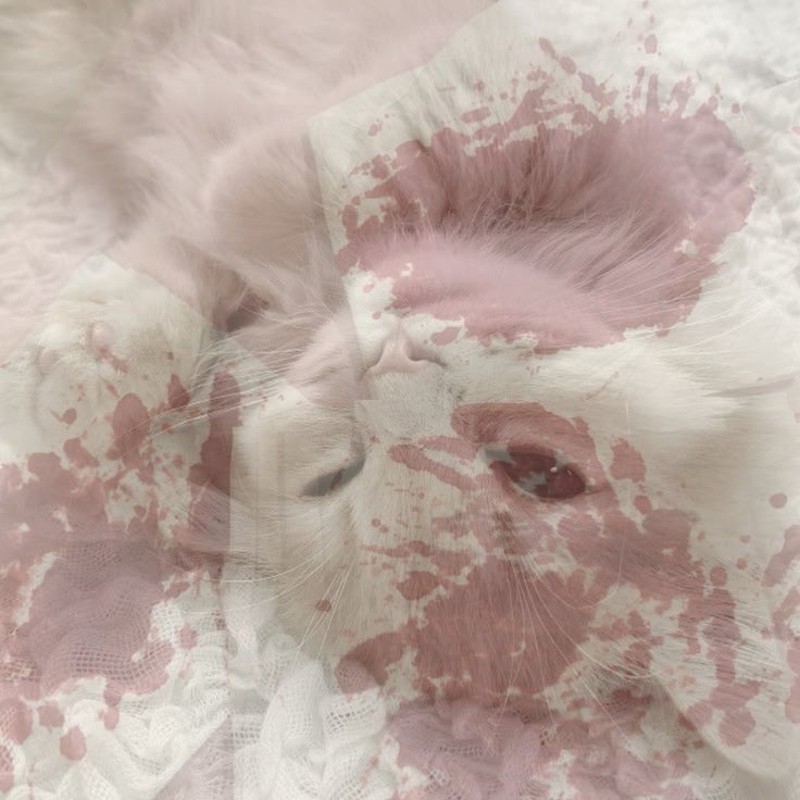 Ellieandherego's tweet photo. A little tour of the animals in my camera roll. 

ALL AI AND FAKE + SFX MAKEUP. ALLLLL FAAAAKE. FAKE. VERY VERY FAKE.
#sh #shtwt #slittertwt #shedtwt #slittwt https://t.co/kSUa5jZsyQ