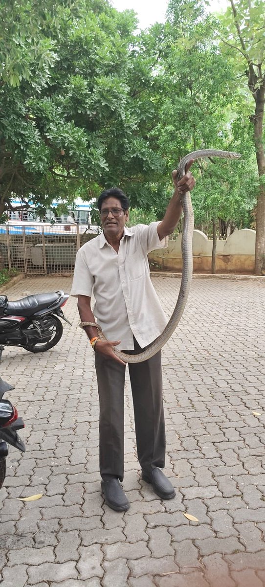 NewsMeter_In's tweet photo. #Snakescare at #Tirumala!
A 6-ft #ratsnake , after swallowing a #frog, was spotted near the #ForestGuestHouse.
Staff panicked before #snakecatcher Bhaskar Naidu safely rescued it and released it into the nearby forest.
#AndhraPradesh https://t.co/9p3ShArewC