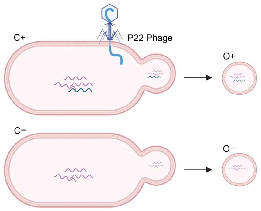 Non_Coding_RNA's tweet photo. 🔥 Highly Accessed Article

Discover how Salmonella actively secretes bacterial and phage-derived small RNAs in outer membrane vesicles during P22 infection.

📖 https://t.co/ly4XnpDInZ

#NonCodingRNA #sRNA #Microbiology #RNAResearch https://t.co/C1fIDqtdlC