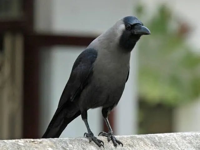 BlackKalasinga's tweet photo. Indian house crow.                                          Pied crow https://t.co/8beQvK0EHS