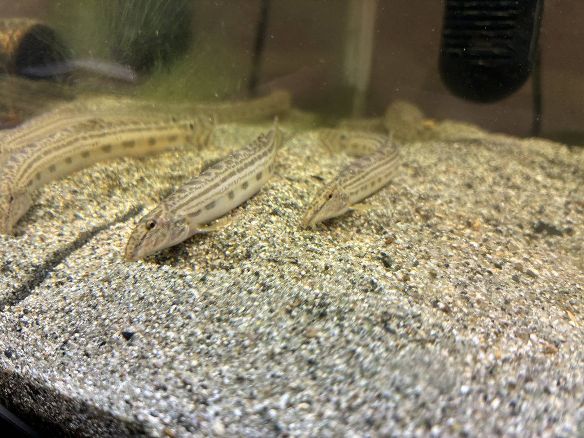 Dmb_fish tweet picture