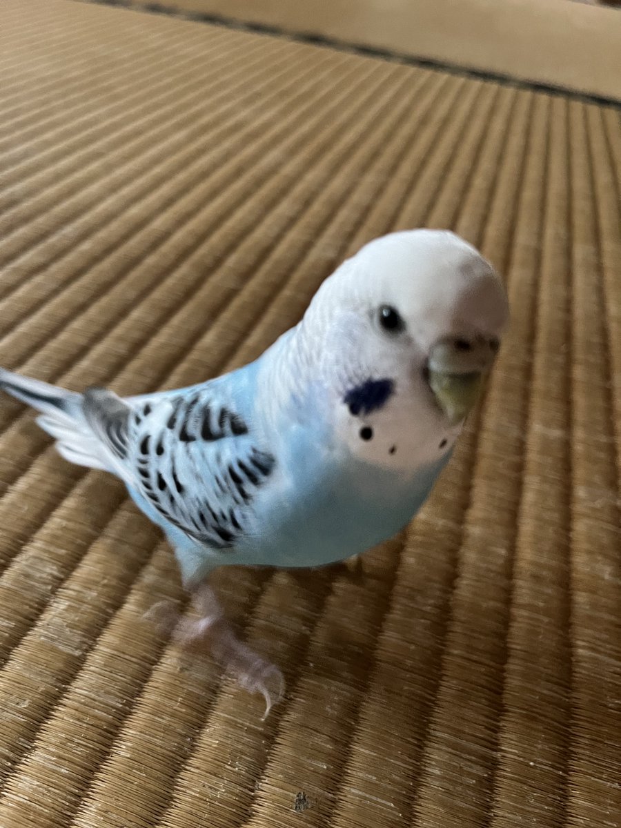 36hiika's tweet photo. 飼い主に噛みついて怒られました
反省なんてしてませーん https://t.co/kz0O49oRq9