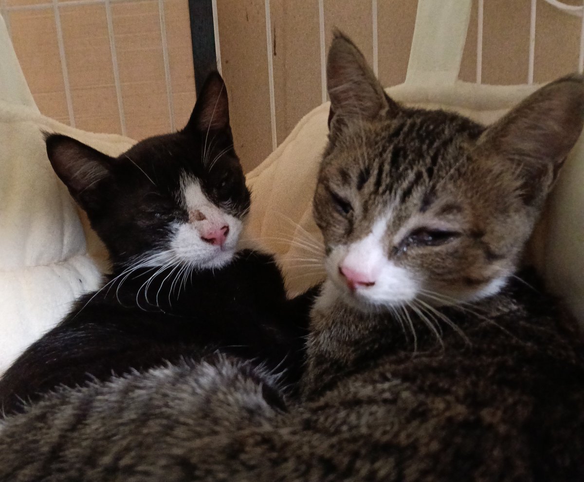 yuzupon_ya's tweet photo. きのう新入り猫くんが2匹きましたー！まだ警戒してる🤭
ご飯食べて目ヤニもふかせてくれたので(写真は拭く前)、とりあえず安心かな。今のうちに「シャー」を堪能しておくぞ！
#猫と暮らす生活 https://t.co/yz6dCwdLZs