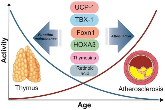 Biomed_MDPI's tweet photo. From thymic involution to atherosclerosis: This review explores how changes in thymic adipose tissue may influence T-cell maturation, inflammation, and cardiometabolic health.🩺
https://t.co/yGMv4ibiOl
#Thymus #Atherosclerosis https://t.co/HoFNuJVHhv