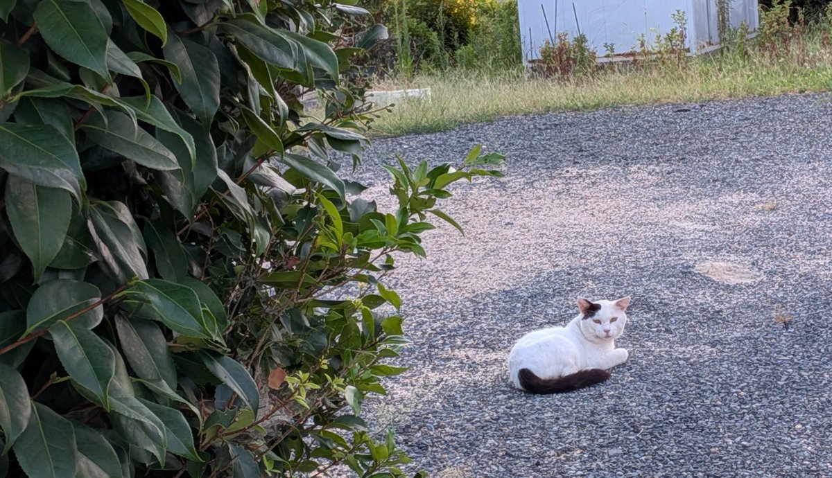 NAC78900's tweet photo. 草場からこそっと野良にゃんこ🐈️
牛柄猫さんおひさしぶり☺ https://t.co/FCOxmobSW3