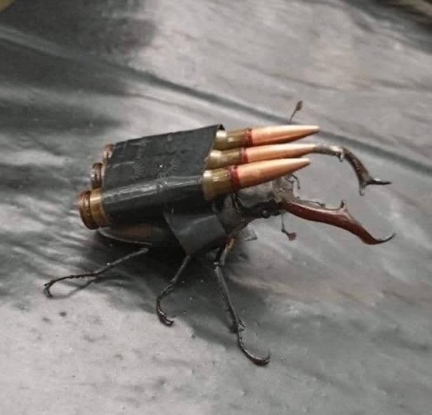equine__dentist's tweet photo. don’t care + didn’t ask + infinite artillery beetle barrage https://t.co/tTcKEY3tEI