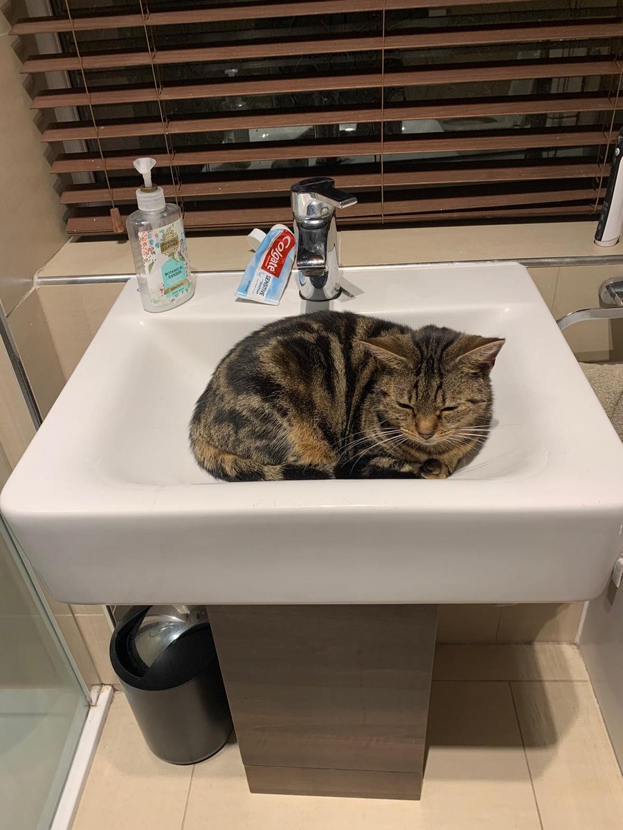 Morecrofts's tweet photo. To mark International Cat Day we're 'feline' in the mood for some cute pics of our furry friends. Say hello to some of the Morecrofts team's cats! They are: Milo, Mitzi, Orla and Ozzy!
#InternationalCatDay #MorecroftsPeople #MorecroftsPets #Solicitors https://t.co/gq1CAGmfhp
