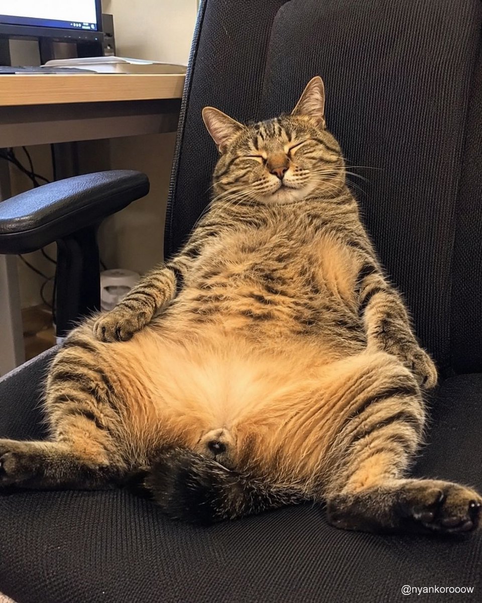 nyankorooow's tweet photo. この会社に足りないのは人手じゃなくて、昼寝への理解です。 https://t.co/L332n2K7Yz