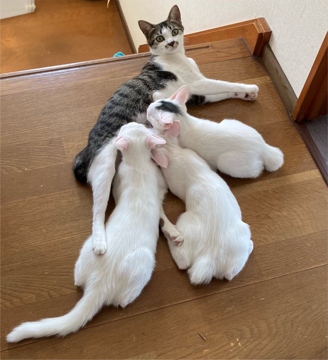 cocoro_88's tweet photo. 生後4ヶ月😺
おおきくなったねー💕
#野良猫
#地域猫
#イエネコ
#妊婦猫を保護しました
#無事出産しました
#育児奮闘中 https://t.co/BNZxgimZTd