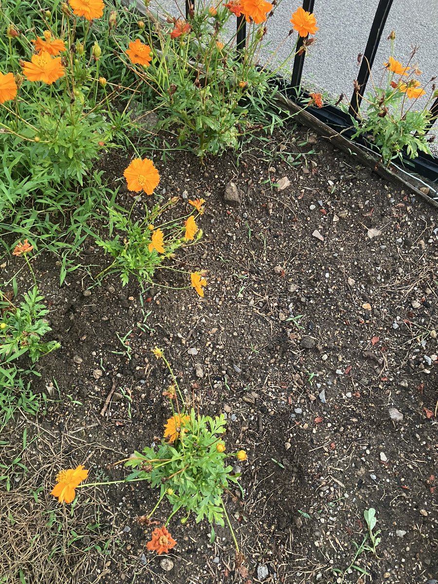 o8310imo's tweet photo. 雑草だけは立派に育つので早朝にちまちま草を抜き
枯れたマリーゴールドの種をテキトーに蒔いたら
いつぶりかの土砂降りのおかげもあって芽が出ました！！！
こんなに暑いのにマリーゴールドは元気元気

#ガーデニング https://t.co/SBRynDXKUr