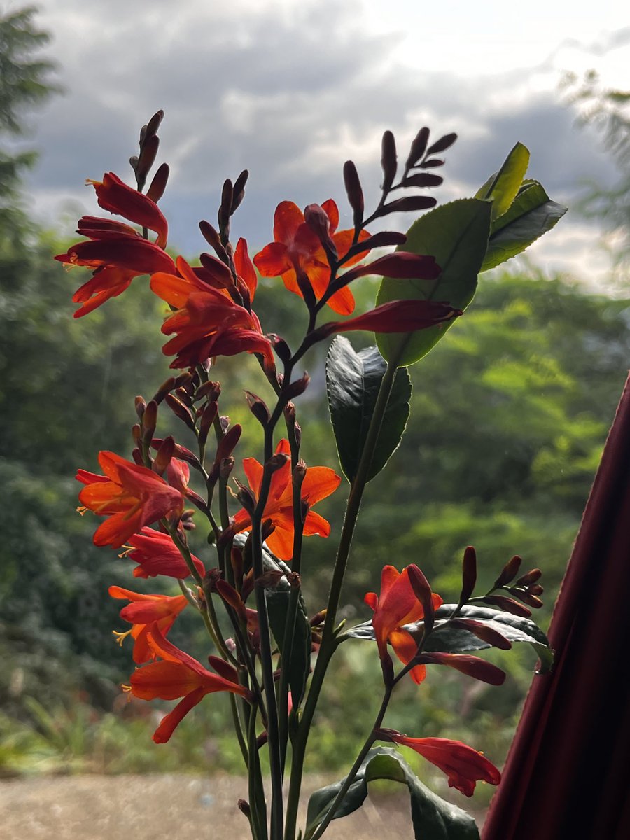 ErolPhotog15142's tweet photo. Again Friday… again Flowerday!

#friday #flowerday #flower #photo https://t.co/vf75NYPCJn
