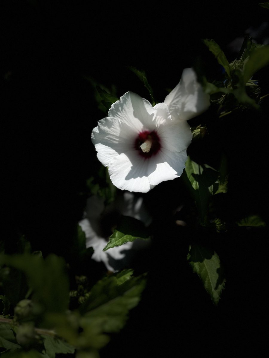 ErolPhotog15142's tweet photo. Again Friday… again Flowerday!

#friday #flowerday #flower #photo https://t.co/vf75NYPCJn