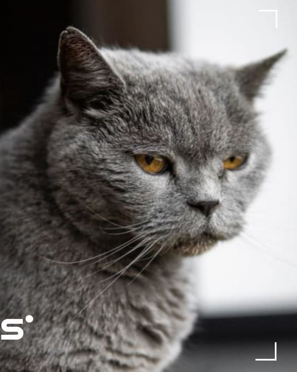 NeuralSpace_'s tweet photo. 🇯🇵🐈 LES CHATS MEURENT À 15 ANS. CE JAPONAIS DIT QU’ON PEUT DOUBLER ÇA.

Un chat vit en moyenne quinze ans, et la plupart s’éteignent d’insuffisance rénale chronique. On appelle ça vieillir.

Sauf que les travaux de Toru Miyazaki désignent autre chose.
Les chats naissent avec des reins fragiles. Ils possèdent bien AIM, la protéine chargée d’évacuer les déchets mais chez eux, elle reste inerte. 

Elle ne s’active jamais.

• Les résidus s’accumulent
• Année après année
• Les reins lâchent

Ce n’est pas l’âge qui les emporte. C’est un nettoyage qui n’a jamais démarré.
Alors il fabrique une AIM sur mesure. Une version conçue pour le chat. Il l’injecte, et observe des effets réels.

Puis le COVID arrive. Les subventions sont coupées. La recherche s’arrête net.
Ce sont des propriétaires de chats, partout dans le monde, qui la relancent. Environ 300 millions de yens de dons.

Juin 2025 : les essais cliniques démarrent dans 26 hôpitaux vétérinaires japonais, sur des chats atteints de maladie rénale. 

Objectif de commercialisation, au printemps 2027.