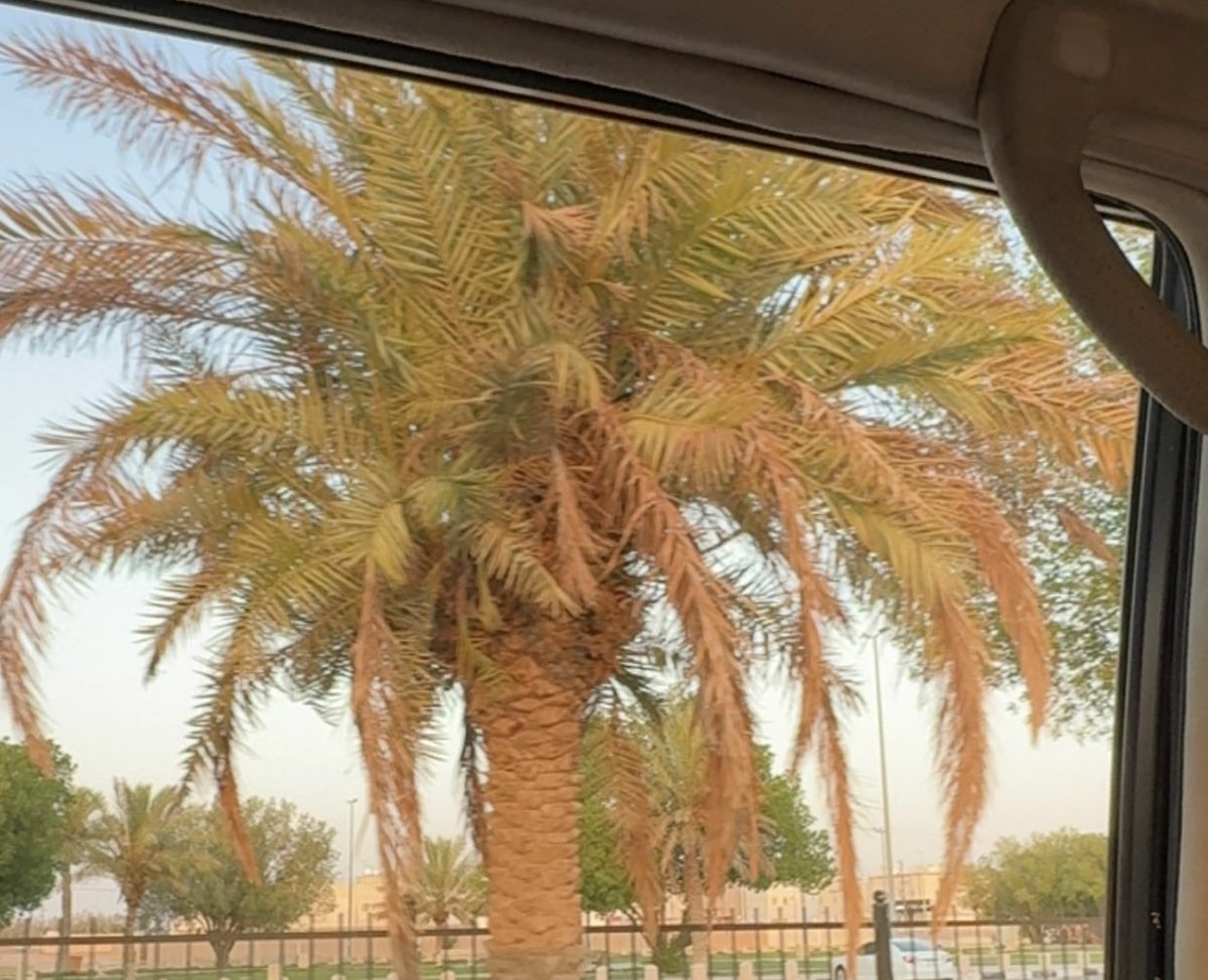 Fatma_b93's tweet photo. 🌴🤎.. https://t.co/yfqWtxIOtE