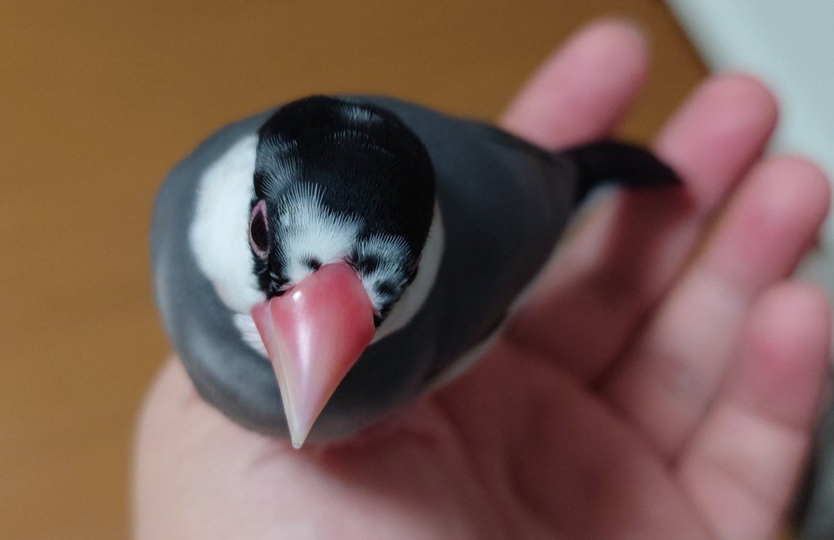 natadeaisu's tweet photo. 離れません
全然、キャルルキャルル
威嚇しないんだが？

私の知ってる文鳥と違うわ https://t.co/wrfoJ38iGL