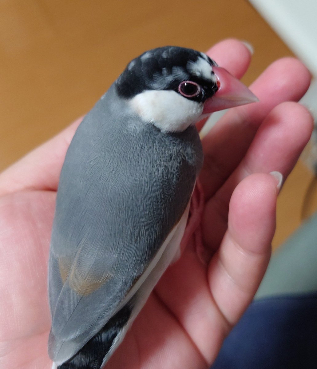 natadeaisu's tweet photo. 離れません
全然、キャルルキャルル
威嚇しないんだが？

私の知ってる文鳥と違うわ https://t.co/wrfoJ38iGL