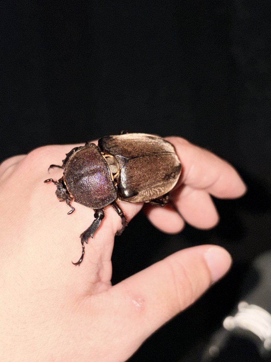0821_saitake's tweet photo. 街中にカブト落ちてた
さすが宇都宮 https://t.co/IX6V5foQ6y