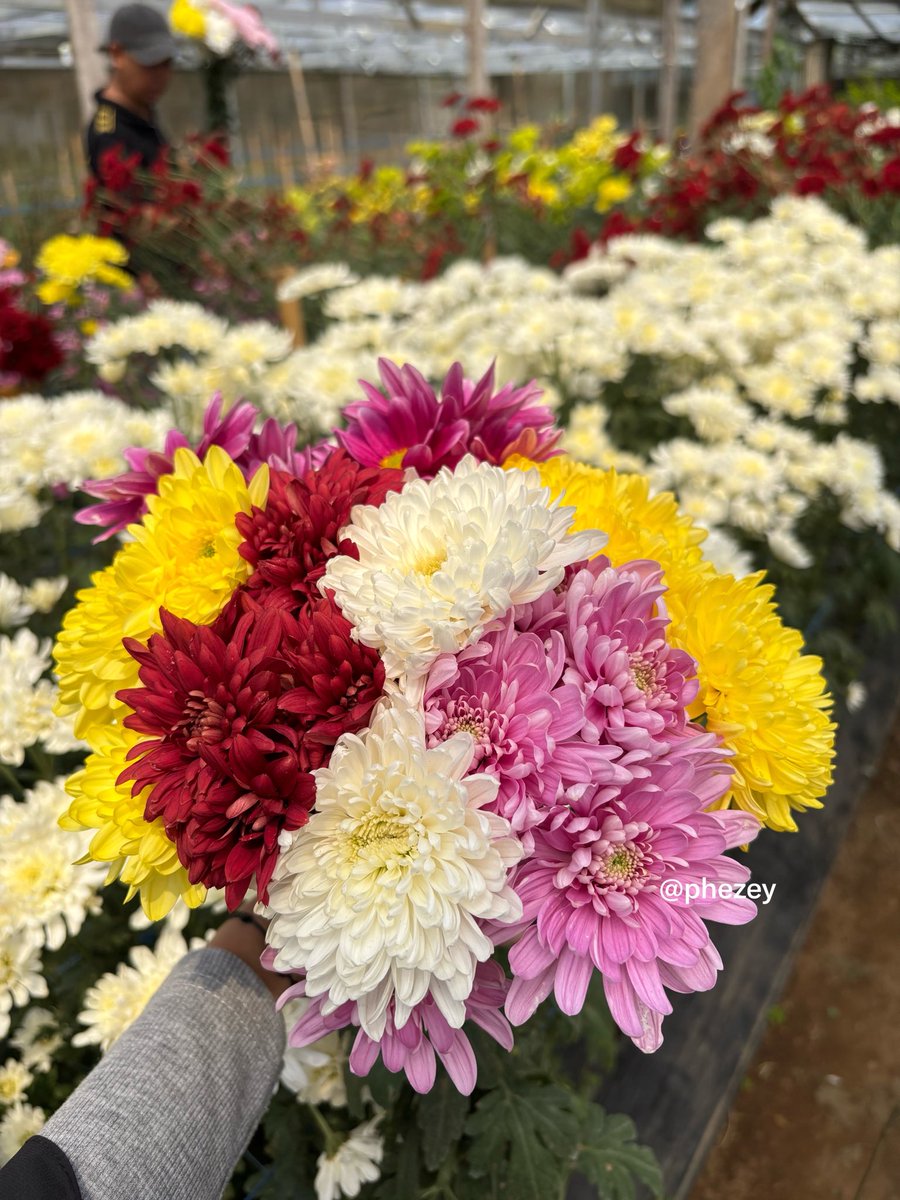 phezey's tweet photo. naikin mood cewe itu gampang, ajak aja ke wisata petik bunga kayak gini. dijamin pas pulang hatinya berbunga-bunga🥰💐

kalian pernah petik bunga juga ngga? https://t.co/sCWyBl6CRt