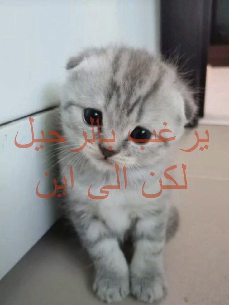 elFr7aa5's tweet photo. 😔 https://t.co/qxk5Moj2xE