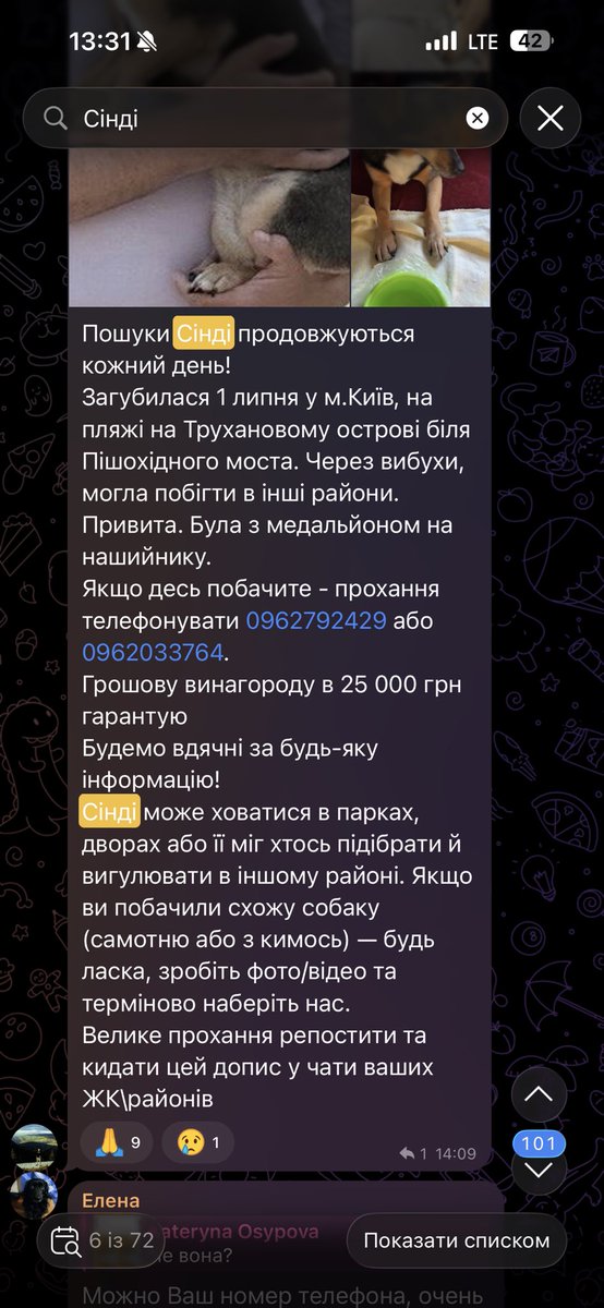 NikaMastierova's tweet photo. Дорогенькі, поширте, будь ласка 
Сінді шукають уже не 1 місяць, але власники не втрачають надію 
Придивіться, до собак, яких ви бачите поряд 
Можливо її врятували з вулиці і люди просто не знають, що малу шукають https://t.co/pamVSlNkhE