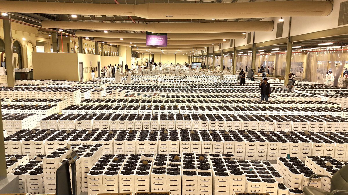 MCDMARKET's tweet photo. من هنا… تنطلق تمور المدينة 🌴

في ساحة المزاد تعقد أولى الصفقات
لتبدأ رحلة التمور من المزارع إلى السوق.

#سوق_المدينة_للتمور 
#موسم_تمور_المدينة https://t.co/0vhZk6ejOZ