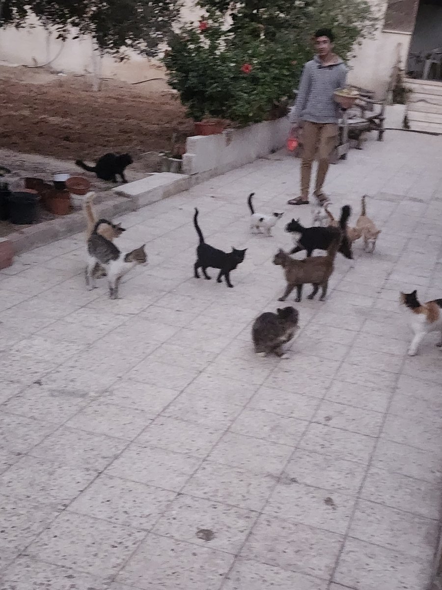 helpcatsmsallam's tweet photo. 🚨 BATTLING FEVER AND THE SIEGE: With your beautiful and compassionate souls, our campaign has reached 33% of our goal! 📈 This milestone is the only warmth keeping our hope alive.

My health has taken a difficult turn. While the bleeding has stopped and the doctor removed the nasal packing, my body is now fighting a severe fever. My face remains heavily swollen, and plastic splints will stay inside my nose for another week. I am burning with fever and trapped in bed, but my heart is at peace knowing that my brave little son, Ayman, continues to run through the rubble to feed and protect our 17 innocent cats. 🐾

As the walls of this siege close in and our physical space shrinks by the day, your solidarity remains our only open window to the world. To shield these souls from the unpredictable storm ahead, we urgently need to secure that 6-month strategic food reserve through our Campaign:
 https://t.co/CzGgwtStPD 
while their daily critical meals and immediate vet care depend entirely on your direct support via PayPal:
https://t.co/yfTFqJhED8

I am weak and burning with fever, but Ayman and our 17 survivors refuse to give up. Please don't leave us alone today. Retweet, share, or donate—your empathy is our only armor. 🙏💔

#TheyLied_To_You #Gaza #GazaCats #Survival #StopTheWar #NorthGaza