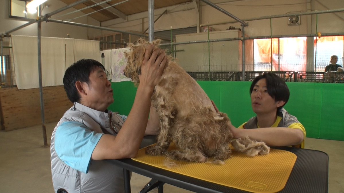 24hourTV's tweet photo. /／

#24時間テレビ49
#相葉雅紀 の「保護犬トリミング」に
#ヒロミ さん× #森本慎太郎 さんに加え
サッカー日本代表・森保一監督が初参戦！

\＼

「保護犬トリミング」は
様々な環境から保護された犬たちに
新たな飼い主(家族)が見つかるよう、
相葉さんがおよそ8年前から続けている活動🐕

この活動にはこれまで多くの著名人が賛同し
中でも #ヒロミ さんは幾度となく
相葉さんと共に活動に参加✨

#森本慎太郎 さん(#SixTONES)も
過去に一度参加し、保護犬と向き合う
相葉さんの思いに賛同してきた一人✨

そして今回、初の助っ人として加わるのが森保一監督⚽
心を込めてトリミングに挑みます。ぜひご覧ください！

🗓️8月29日(土)18時30分～8月30日(日)20時54分