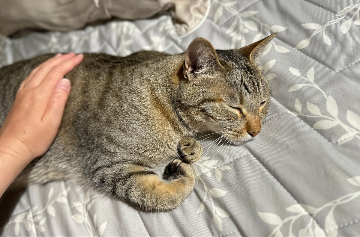 Pi_cat55's tweet photo. 【いちか】
ちゃんは抱っこして、人間にしがみつかせながらサッと洗ってしまう方法も良いかも。
それやると人間がビショ濡れになるので、順番を最後にする必要があるけど。 https://t.co/zyc58ajFM8