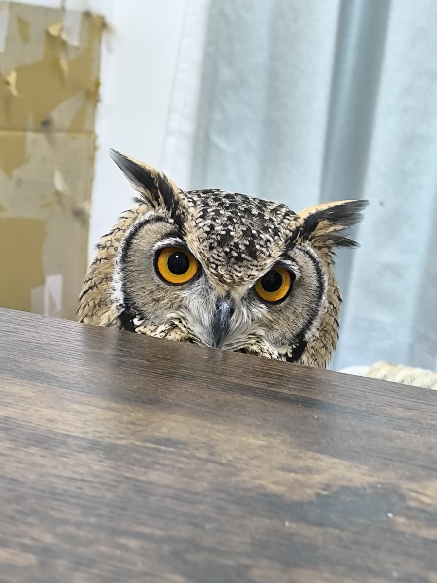 HachuToMoke's tweet photo. テーブルからひょっこり https://t.co/KF32xut5Kp