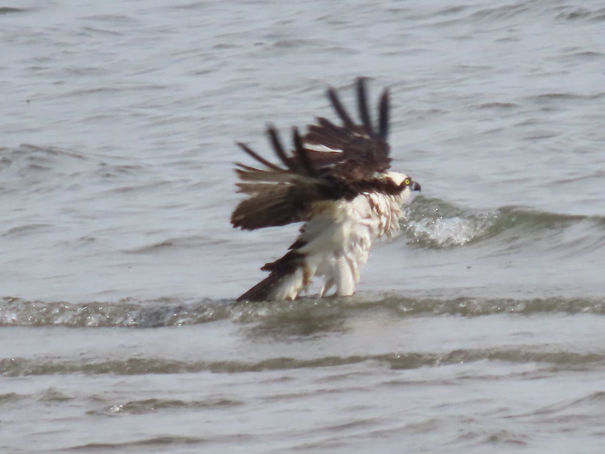 IsabelleAlv's tweet photo. @notjared_b I've caught them on the shoreline several times and it's mesmerizing to watch them up close. https://t.co/udJqGwxXy6