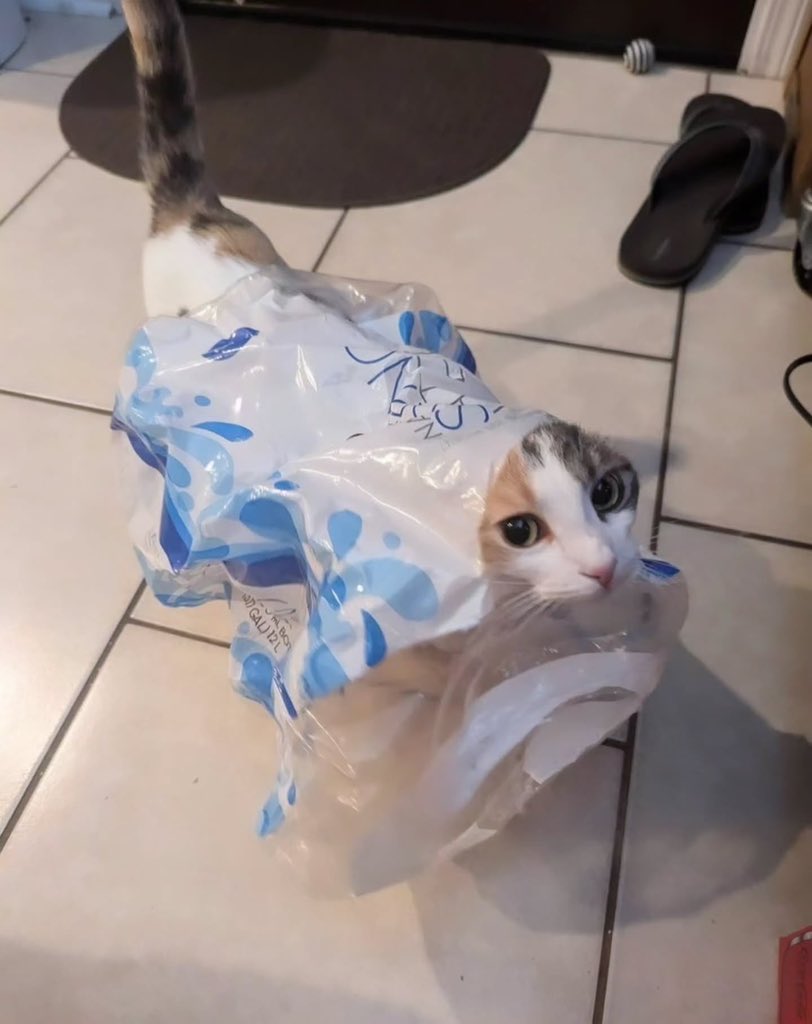 BestOfMeow's tweet photo. https://t.co/XBFbLMleFW