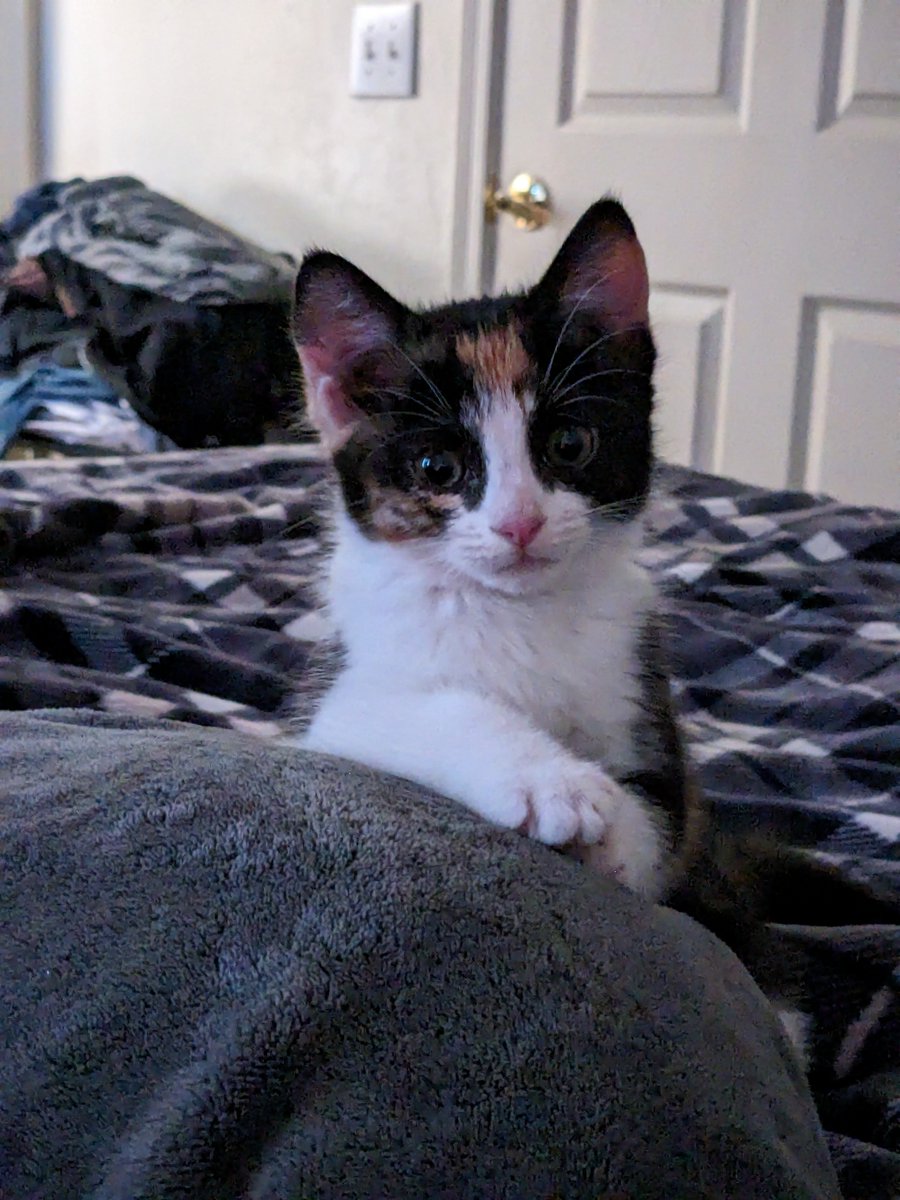 FreyjaMeows's tweet photo. Wen. Im was babby. Was most intrestimg kittin in tha worl!; https://t.co/11QMehaV9L
