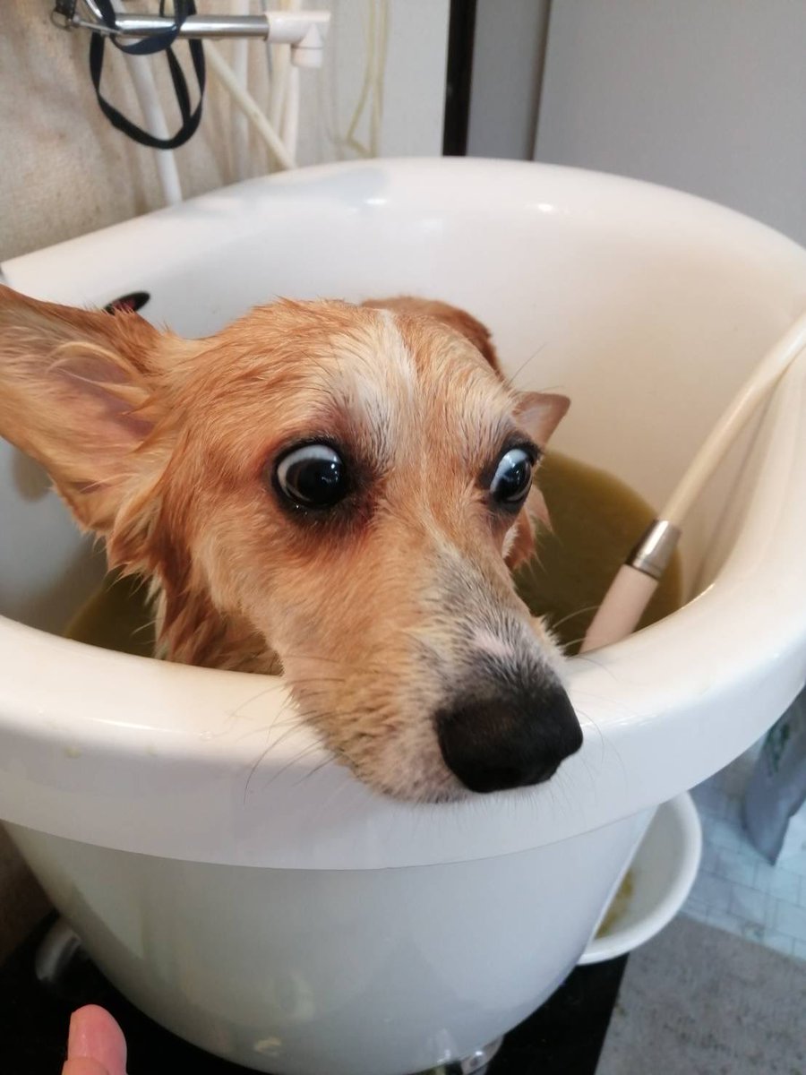 ORICORGI_MOCA's tweet photo. 初めてハーブ温浴をしてもらった犬の必死の形相がコチラ https://t.co/Qh1ZEPhgCk