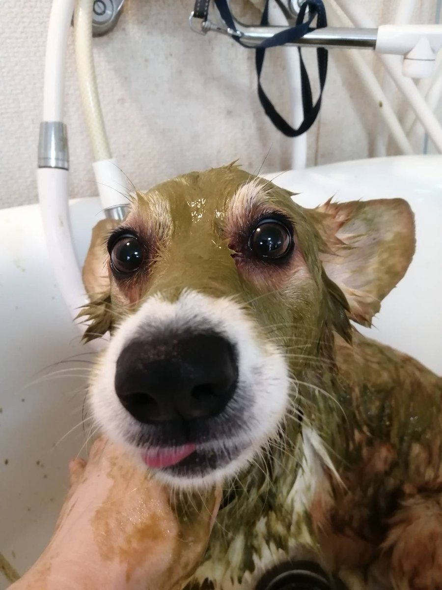 ORICORGI_MOCA's tweet photo. 初めてハーブ温浴をしてもらった犬の必死の形相がコチラ https://t.co/Qh1ZEPhgCk