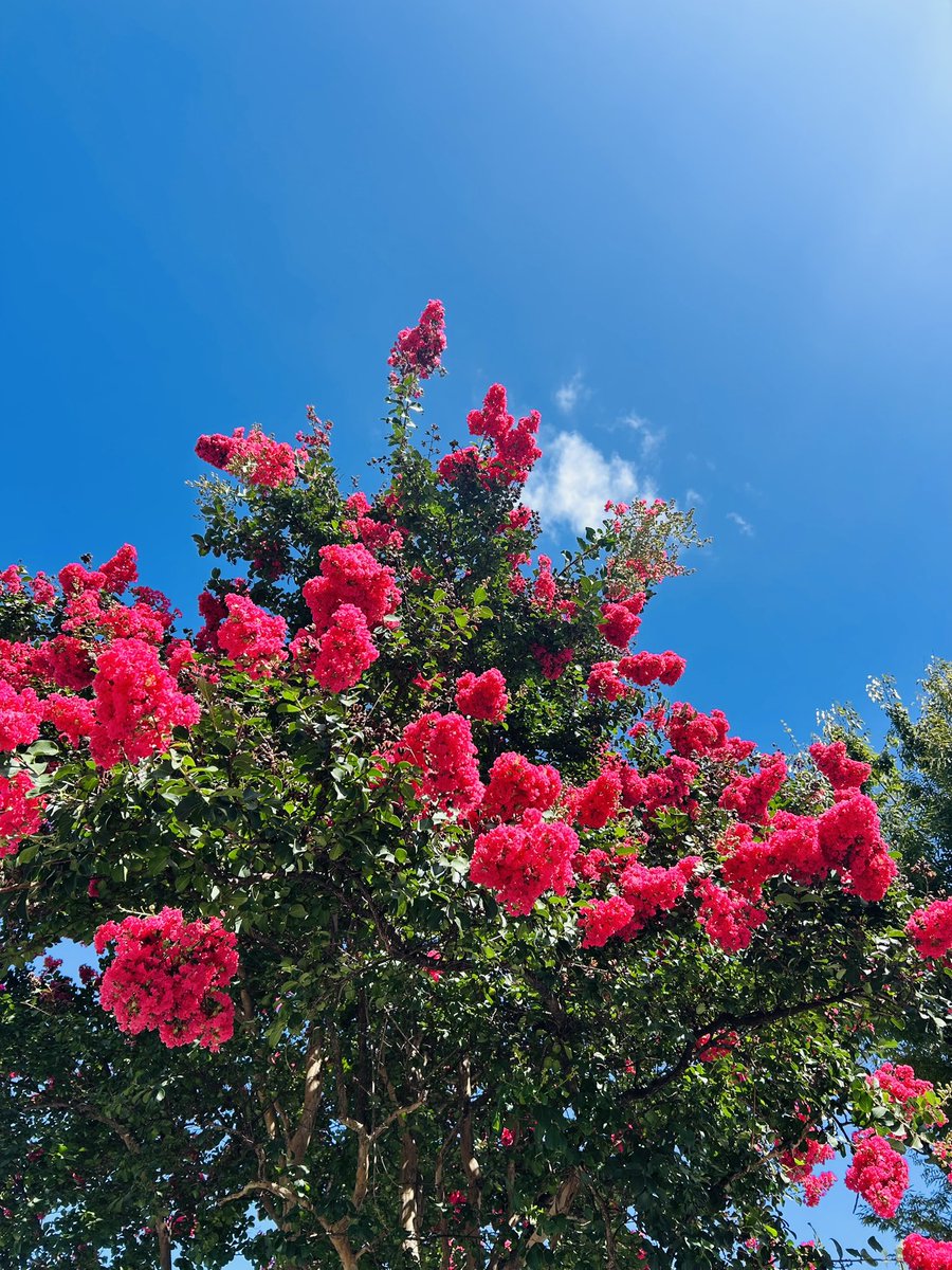giggle_no2's tweet photo. サルスベリの花が満開です♪
濃いピンクの百日紅は青空に映えて、とても綺麗✨

#横浜
#さるすべり
#百日紅
#花の写真
#花のある暮らし
#TLを花でいっぱいにしよう
#withgreenexpo
#yokohama
#Japan
#crapemyrtle
#iPhone14 https://t.co/1Qsg5ofkhK